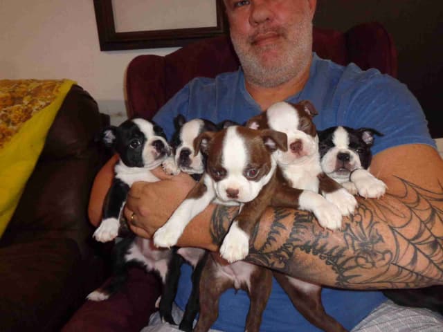 Boston Terrier Puppies media 2