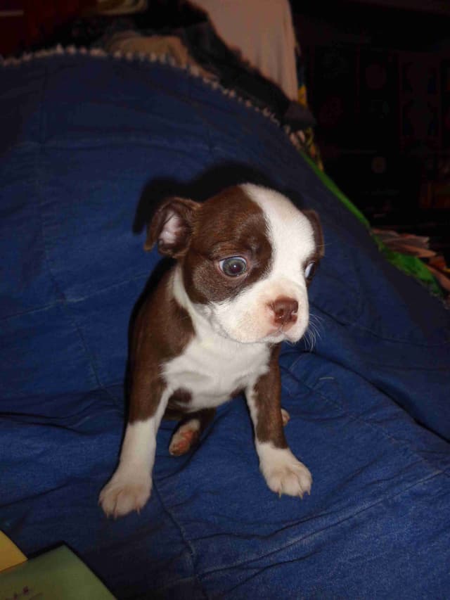 Boston Terrier Puppies media 3
