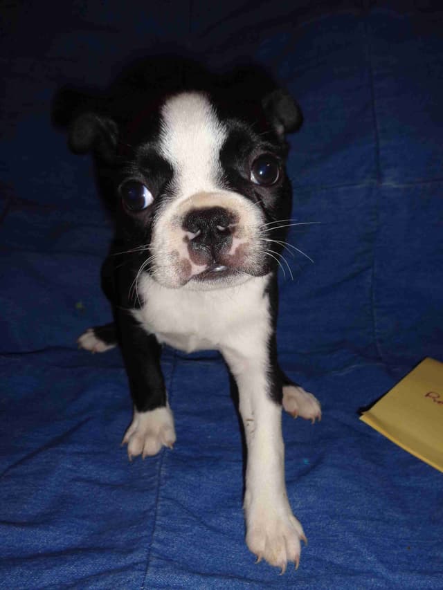 Boston Terrier Puppies media 4