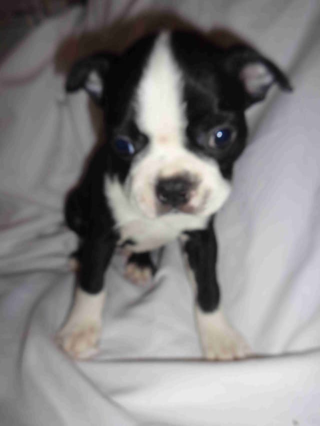 Boston Terrier Puppies media 5