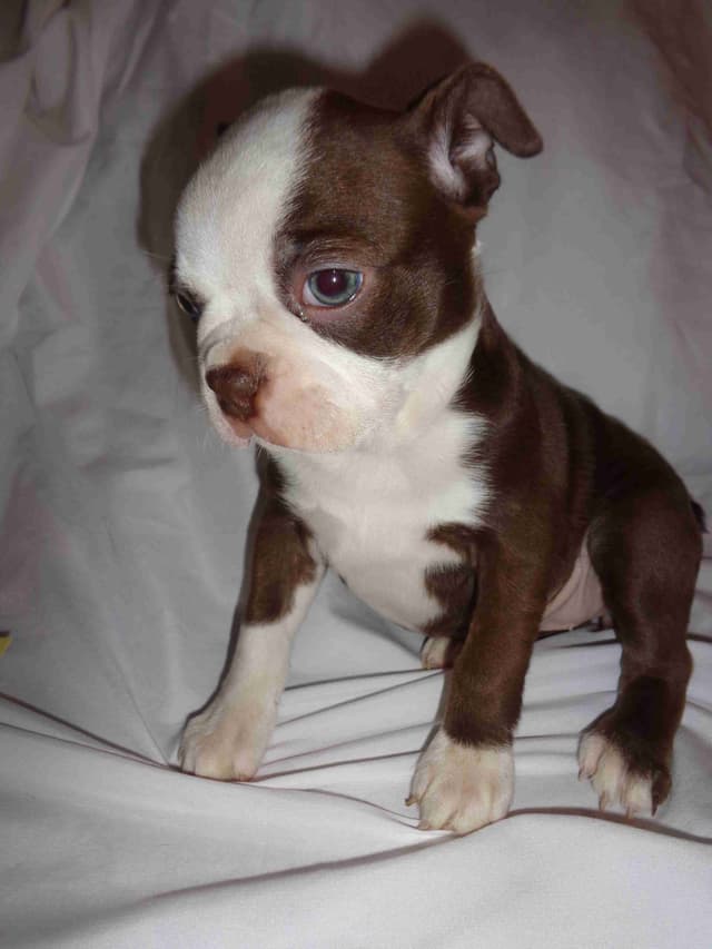 Boston Terrier Puppies media 6