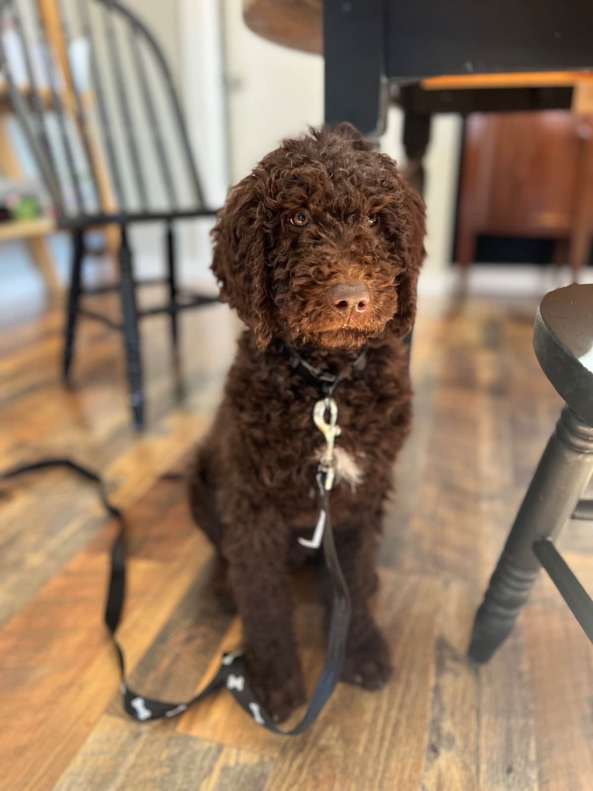 Poodle Puppies breeder image 2