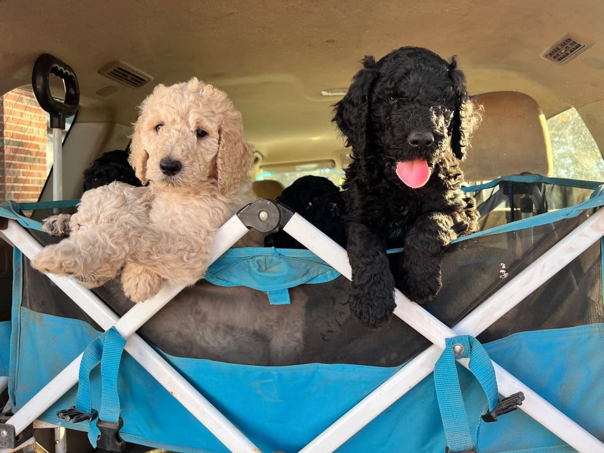 Poodle Puppies breeder image 6