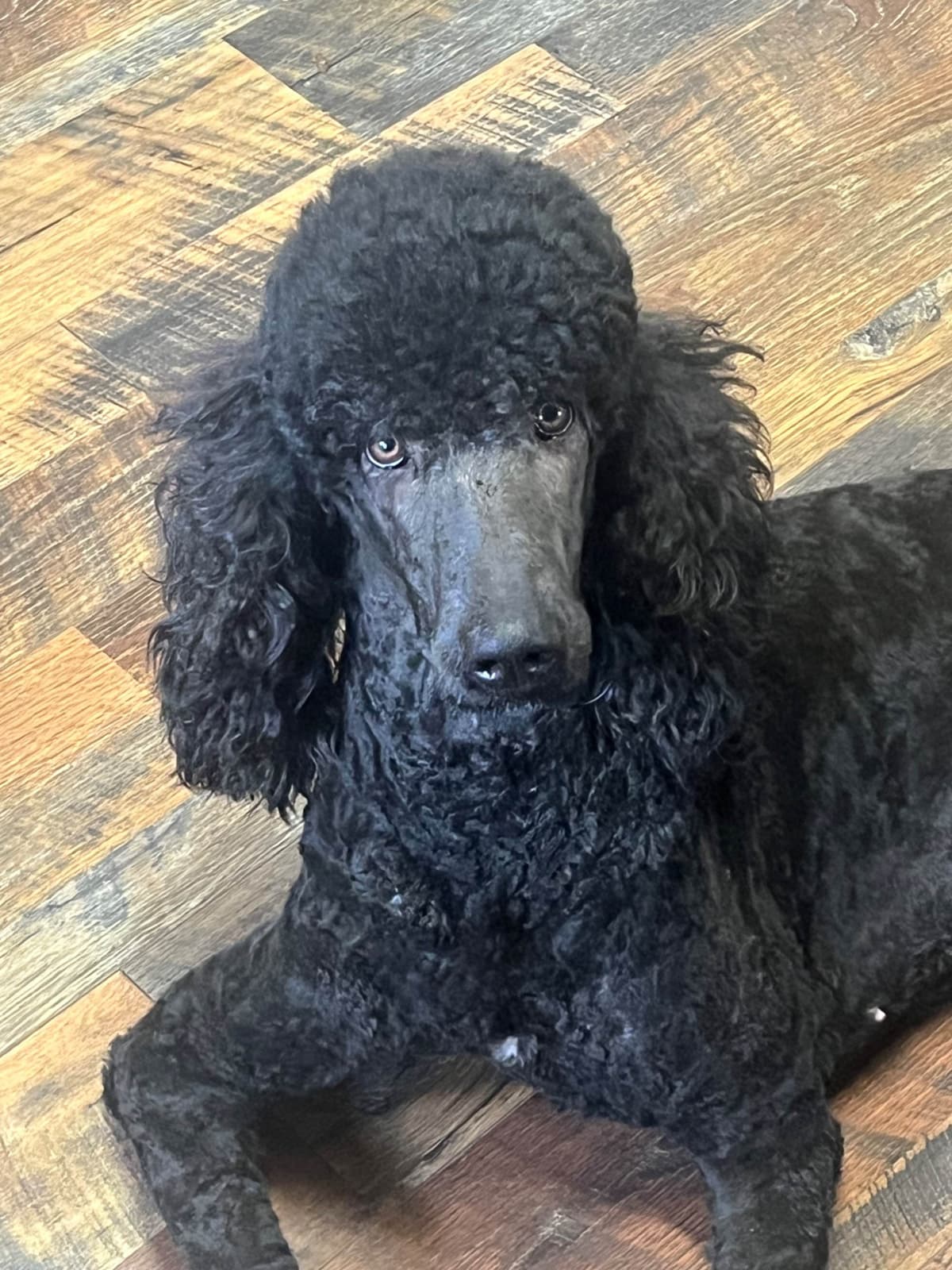 Poodle Puppies breeder image 3