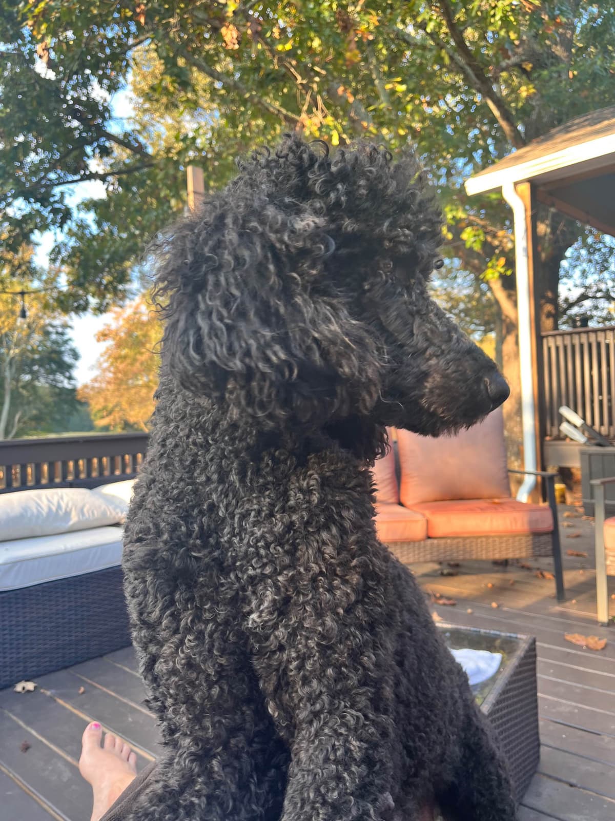 Poodle Puppies breeder image 5