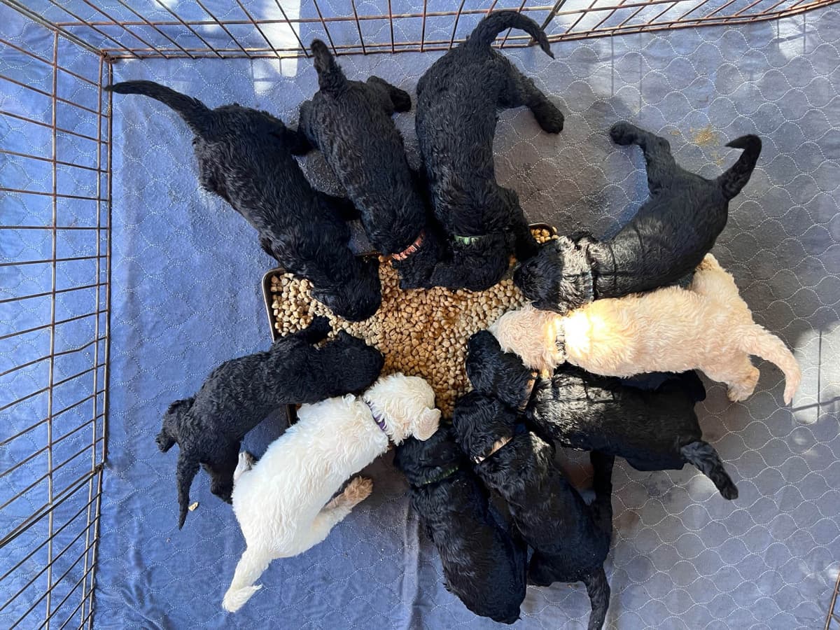 Poodle Puppies breeder image 4