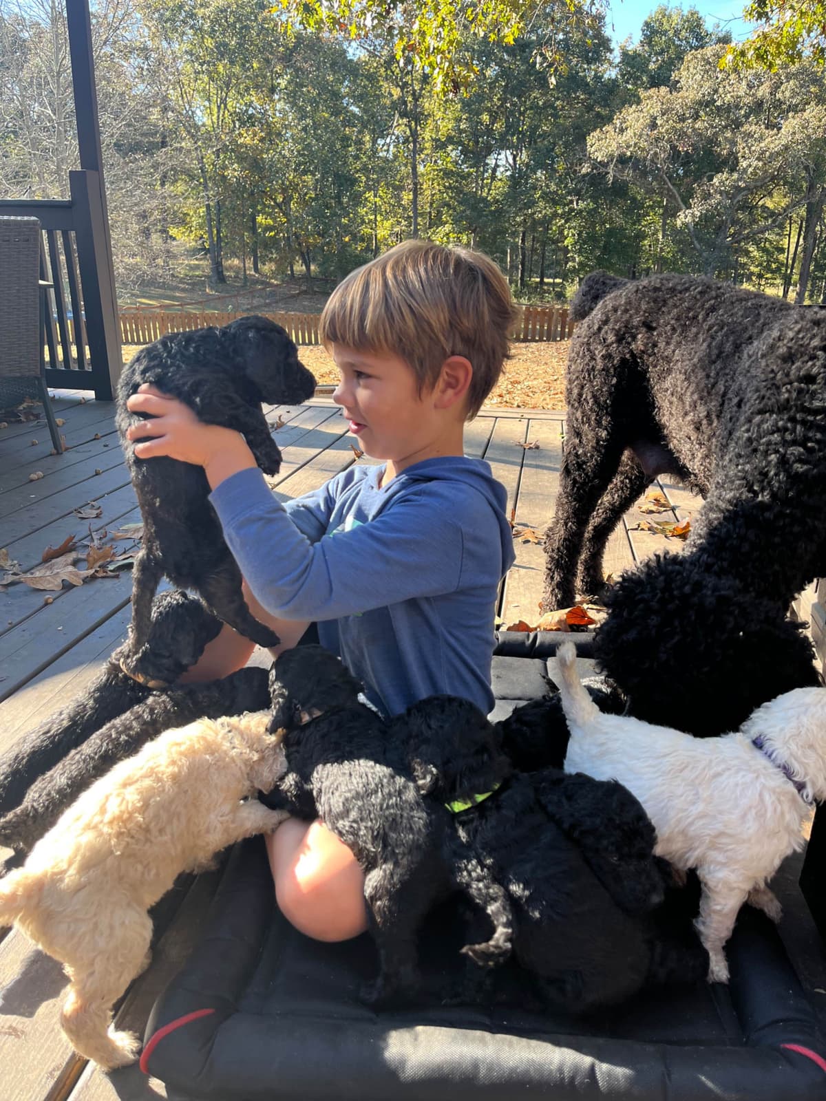 Poodle Puppies breeder image 7