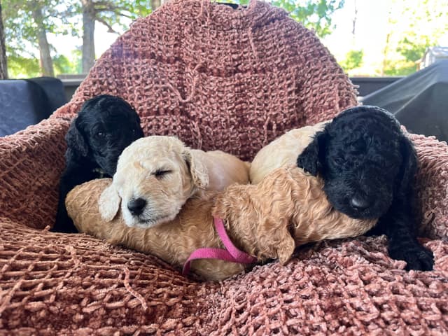 Poodle Puppies media 2
