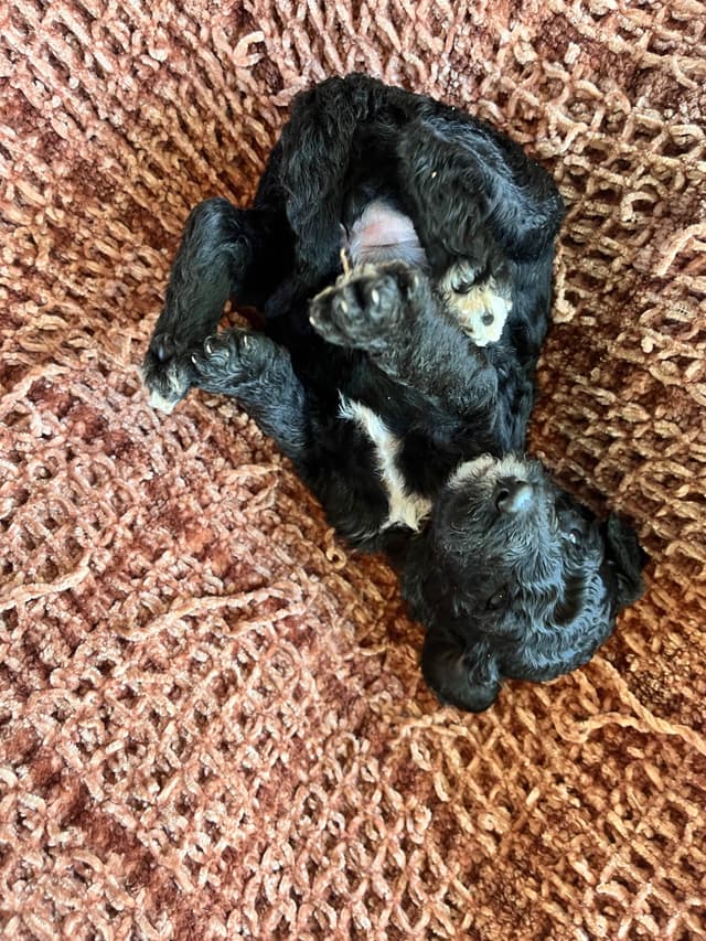 Poodle Puppies media 3
