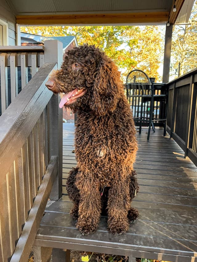 Poodle Puppies media 4