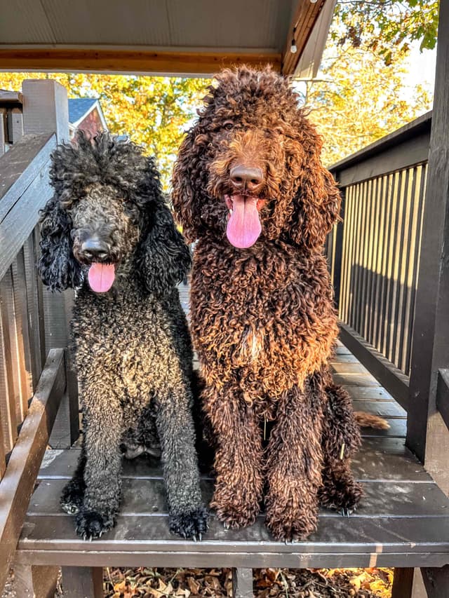 Poodle Puppies media 5