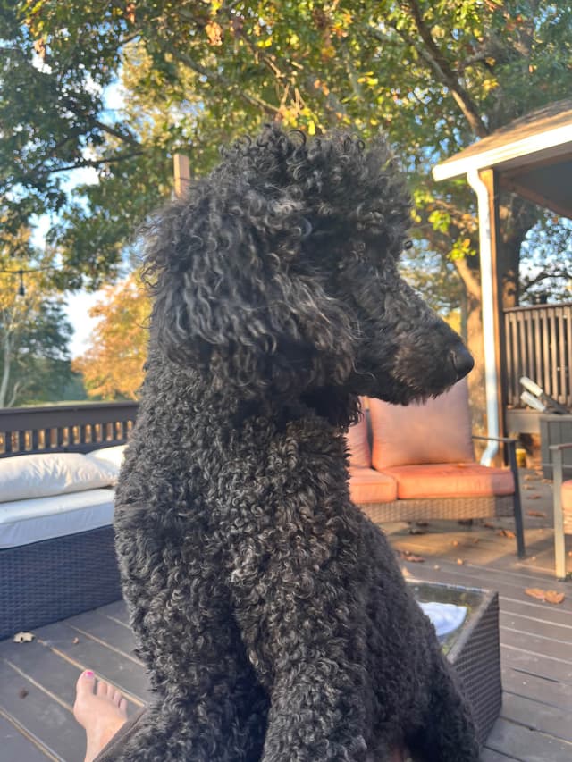 Poodle Puppies media 7