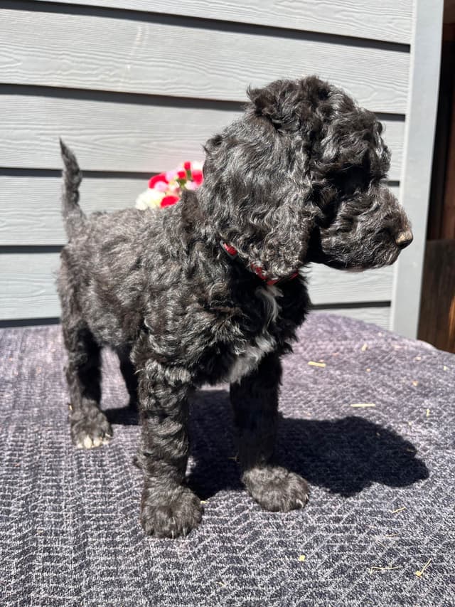 Poodle Puppies media 8