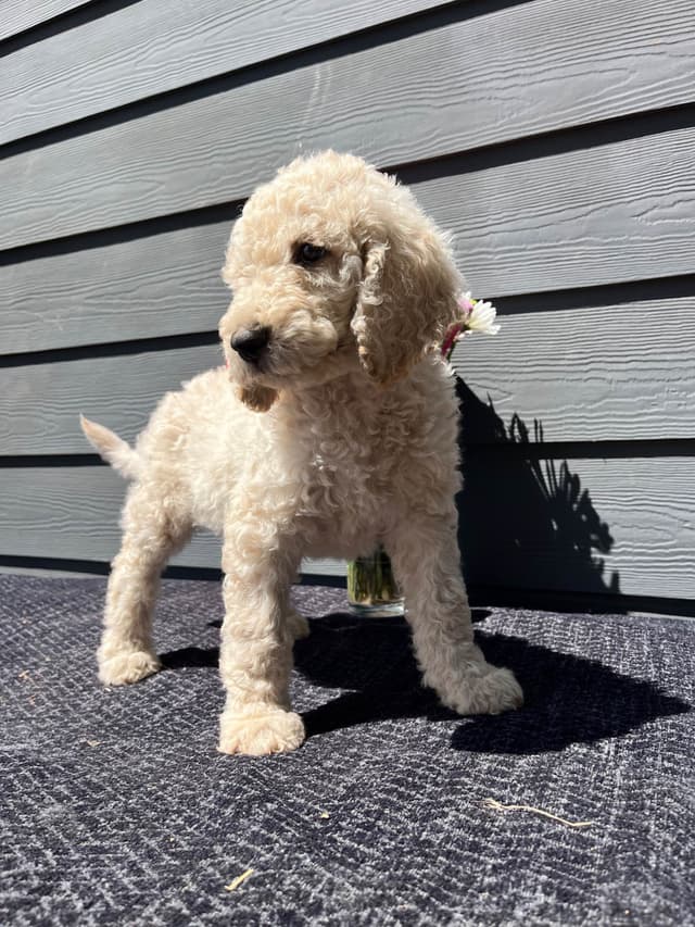 Poodle Puppies media 9