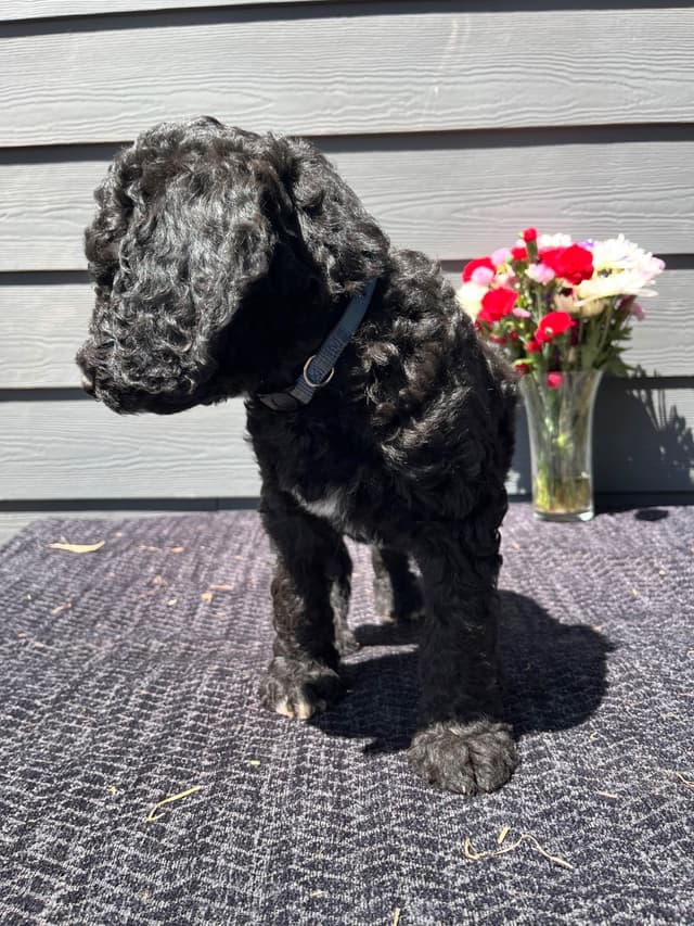Poodle Puppies media 10