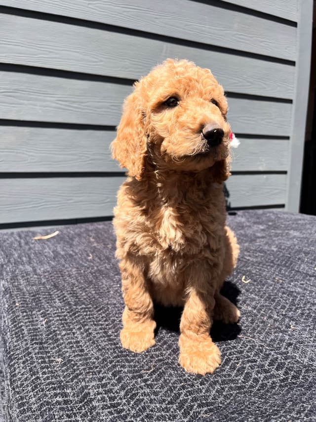 Poodle Puppies media 11