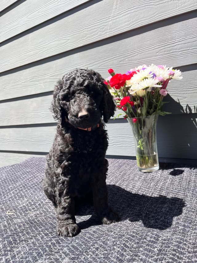 Poodle Puppies media 12