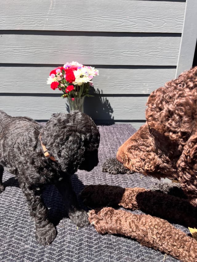 Poodle Puppies media 13