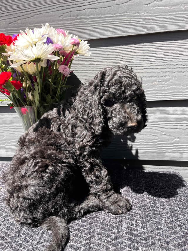 Poodle Puppies media 14