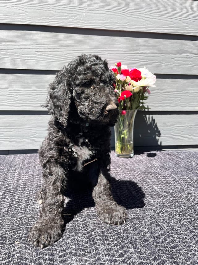 Poodle Puppies media 15