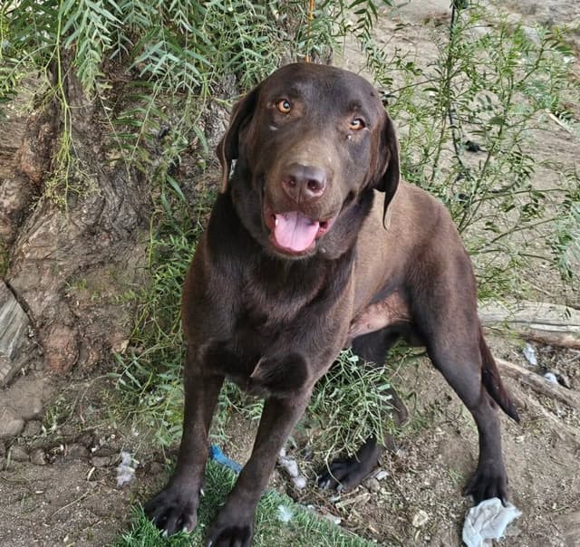 Labrador Retriever Puppies media 2