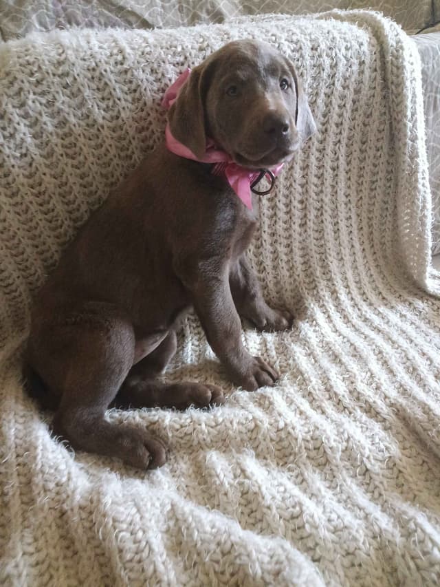Labrador Retriever Puppies media 3
