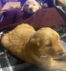 Golden Retriever Puppies in West Central Minnesota breeder image 2