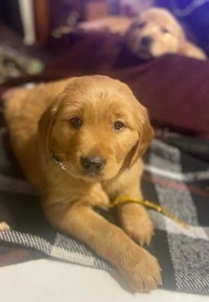 Golden Retriever Puppies in West Central Minnesota breeder image 3