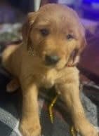 Golden Retriever Puppies in West Central Minnesota breeder image 4