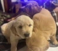 Golden Retriever Puppies in West Central Minnesota breeder image 5