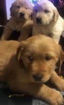 Golden Retriever Puppies in West Central Minnesota breeder image 6
