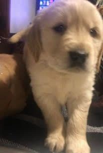 Golden Retriever Puppies in West Central Minnesota breeder image 7