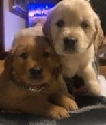 Golden Retriever Puppies in West Central Minnesota breeder image 8