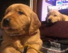 Golden Retriever Puppies in West Central Minnesota breeder image 9