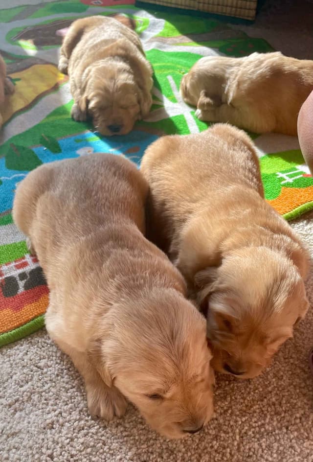 Golden Retriever Puppies in West Central Minnesota media 2