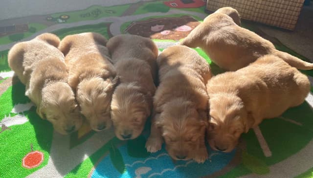Golden Retriever Puppies in West Central Minnesota media 3