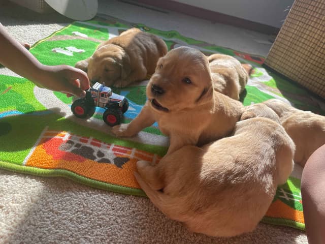 Golden Retriever Puppies in West Central Minnesota media 4