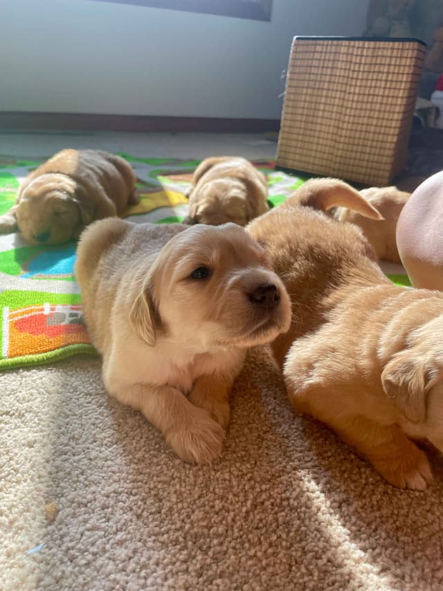 Golden Retriever Puppies in West Central Minnesota media 8