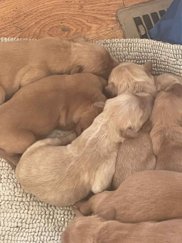 Golden Retriever Puppies in West Central Minnesota media 7
