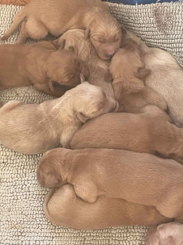 Golden Retriever Puppies in West Central Minnesota media 9
