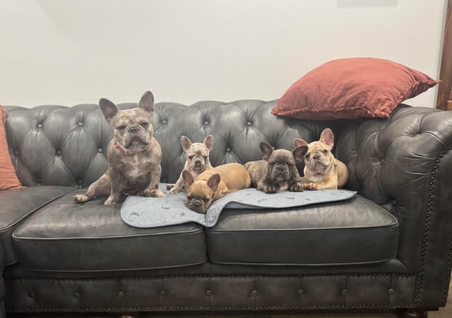 French Bulldog Puppies media 2