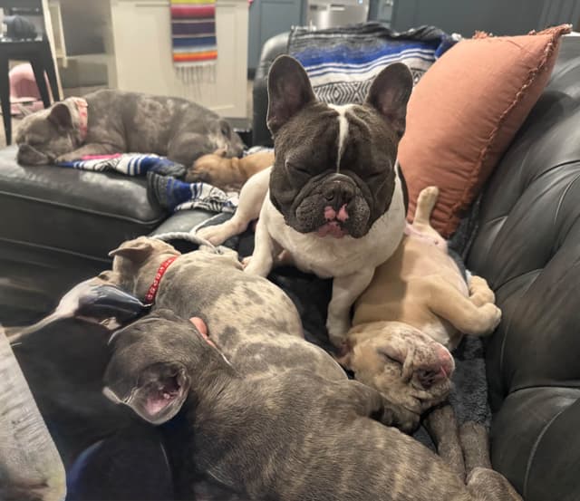 French Bulldog Puppies media 3
