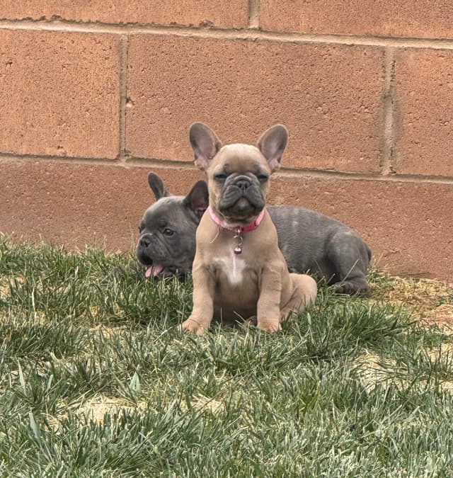 French Bulldog Puppies media 4
