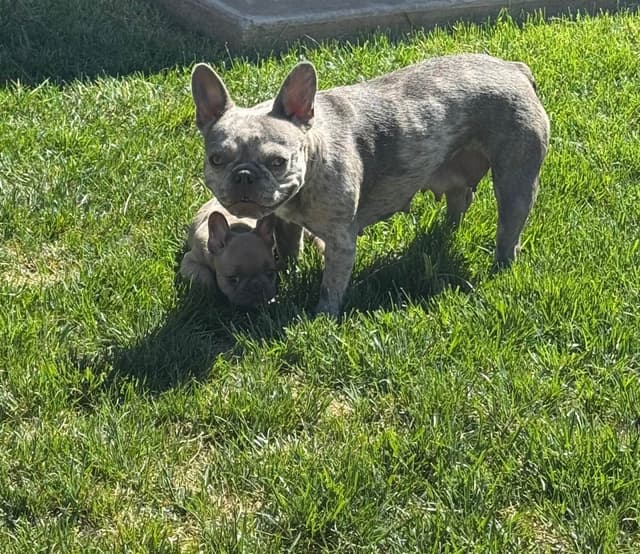 French Bulldog Puppies media 5