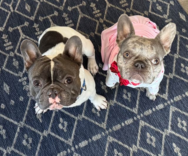 French Bulldog Puppies media 6