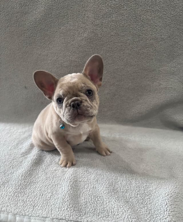 French Bulldog Puppies media 7
