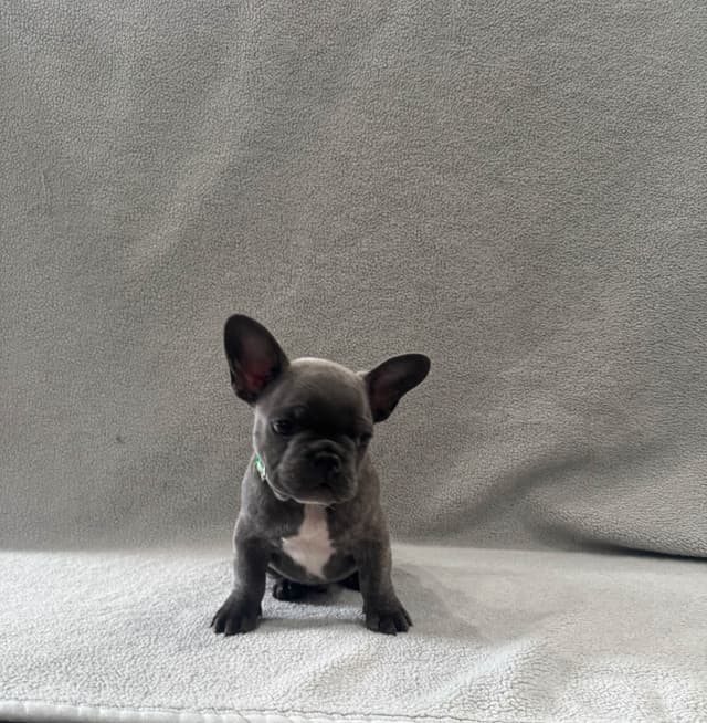 French Bulldog Puppies media 9
