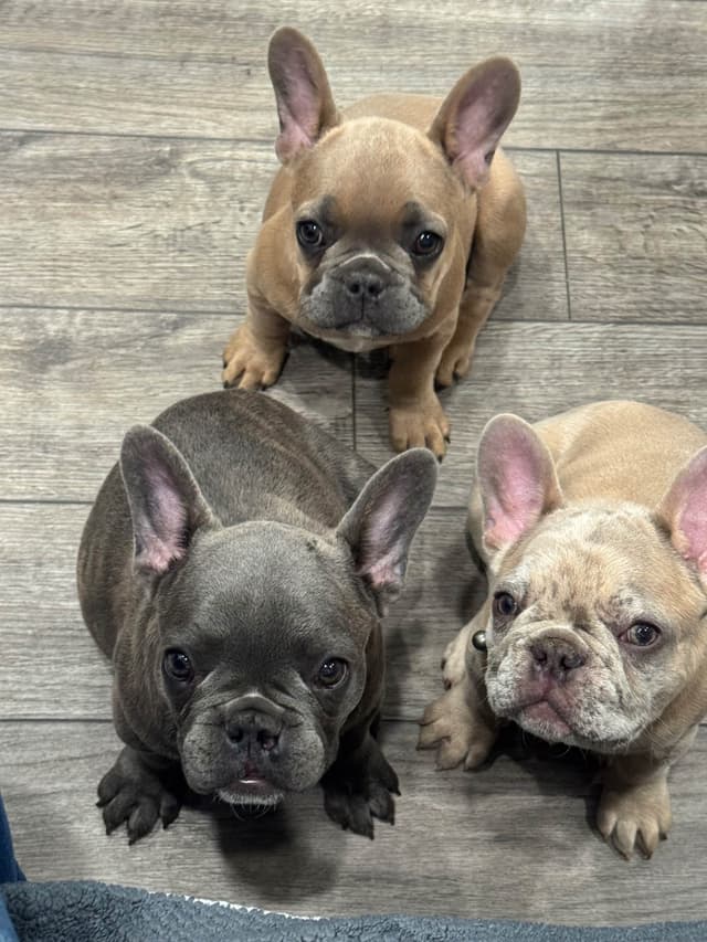 French Bulldog Puppies media 10