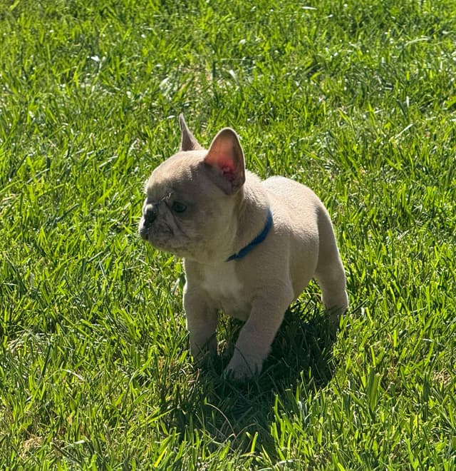 French Bulldog Puppies media 12