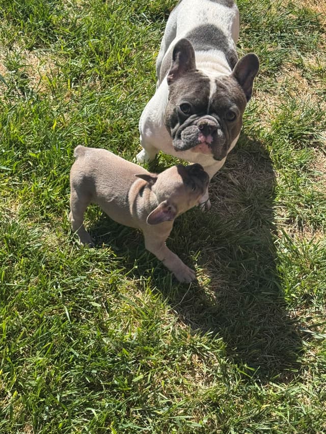 French Bulldog Puppies media 14